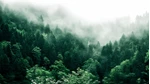 Skog