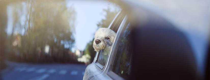 Hund i backspegel